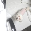 842 | 후기) 포천 애견동반 핫도그842 방문 내돈내산 장점 단점