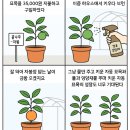 영명농장 | [한국원예종묘] 귤나무-자몽 (접목3년포트묘) 구입 후기
