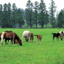 건영목장 이미지