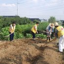 2010년 8월20일 풍동 배추밭 가꾸기 이미지