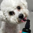 주식회사 미미펫 이미지