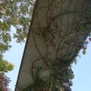 하늘담쟁이 이미지