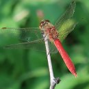 고추잠자리 이미지