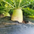 덕이 농장 이미지