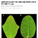 식물계 최대 미스터리라는 식물. 이미지