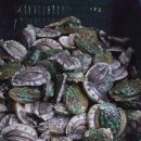 해를품은바다 이미지