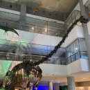 공주-49 | 공주 아이 체험학습 박물관｜실제 공룡 화석 전시 후기