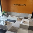 펫플러스라이프 이미지