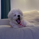 레브케어 | 시카엑소좀 피부 저자극 보습과 장벽케어에 좋은 메이레브 기미 크림 후기