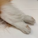 어메이징펫 | 미끄럼방지 강아지 매트 디팡매트 써본후기