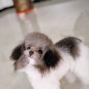 마이젤리빈 이미지