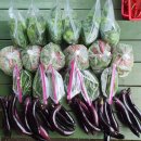 은현고추 이미지