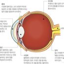 눈소로 이미지