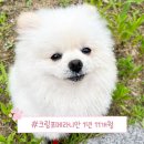 행복한개