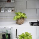 앙쥬플렌트
