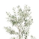 올리브 농장 이미지