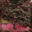 동백가든 이미지