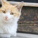 송파데일리동물병원 이미지