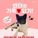 썬더 Daum카페