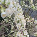 꺽쇠한우 이미지