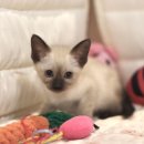 울산고양이분양 도레미캣 이미지