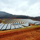 대서태양광발전소 이미지