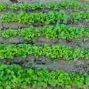 광성농장-2 이미지