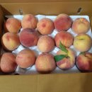 김현숙농장 | 난 못생겨도 맛있는 B품 청도복숭아 먹는다