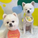 강남펫살롱 이미지