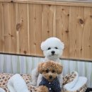 애견호텔 나무야 이미지