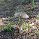 곰솔주유소 이미지