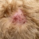 아이피부 이미지