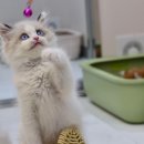 김포고양이분양 맘스캣 이미지