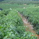 영광고추특화시장 이미지