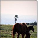 신풍목장 이미지