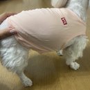 강아지용 메리야스가 있다고오??? 개리야스 후기>.<