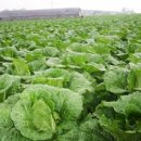 만호농장 이미지