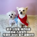 두콩이 | 광주 신창동 애견미용 비숑 스포팅컷 두콩이 3mm 밀기 후기