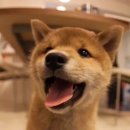 온사랑펫 이미지