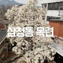 삼청동 목련 위치 개화현황 코리아게스트하우스 방문 꿀팁