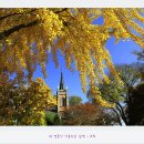 내속목장 | [스크랩] 공세리 성당의 찬란한 가을 풍경...