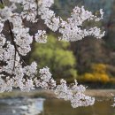 산림약국 | 하동 - 벚꽃명소 십리벚꽃길 드라이브, 삼성궁과 하동책방 나들이