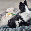 우다다(WOODADA) | 봉천동 강아지 수제간식 맛집 우다다 Woodada 방문후기 (친절한 사장님)