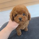 탬스켄넬 이미지