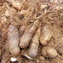 와룡농장 이미지