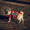 꿀강아지 이미지