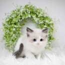 모레얼농장 | 범어동고양이입양 모델 고양이 랙돌 분양헀어요