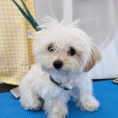 마이미미 반려견미용실 이미지