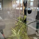 애니멀리움 이미지