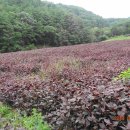 거창-남상-9 이미지